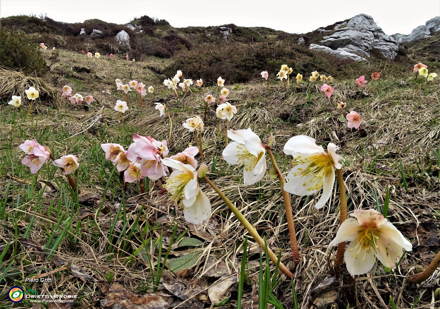 60 Ellebori (Helleborus niger)  in avanzata fioritura ancora in forma.JPG